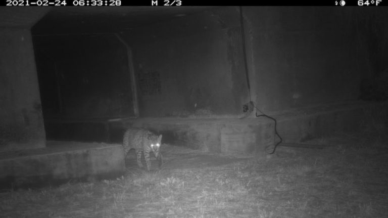 Cameras Capture Images of Ocelot Using Wildlife Corridors