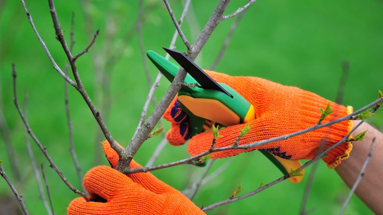 Keep McAllen Beautiful to Help Elderly After the Freeze