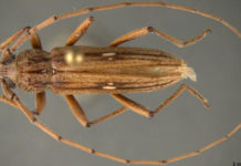 Nigrovittata, a first in nation pest interception made by CBP agriculture specialists at Pharr-Reynosa International Bridge. Image courtesy of U.S. Customs and Border Protection.