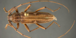 Nigrovittata, a first in nation pest interception made by CBP agriculture specialists at Pharr-Reynosa International Bridge. Image courtesy of U.S. Customs and Border Protection.