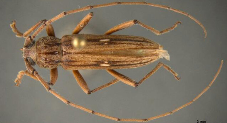 Nigrovittata, a first in nation pest interception made by CBP agriculture specialists at Pharr-Reynosa International Bridge. Image courtesy of U.S. Customs and Border Protection.