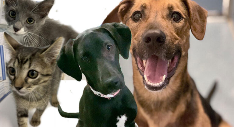 PVAS Impacted by Alarming National Animal Welfare Trends