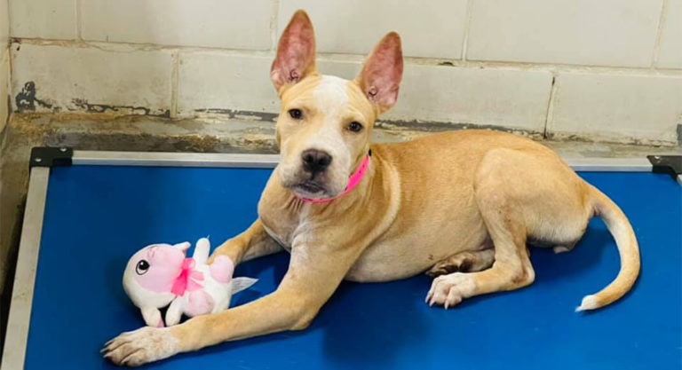 Adopters and Fosters Urgently Needed at Palm Valley Animal Society