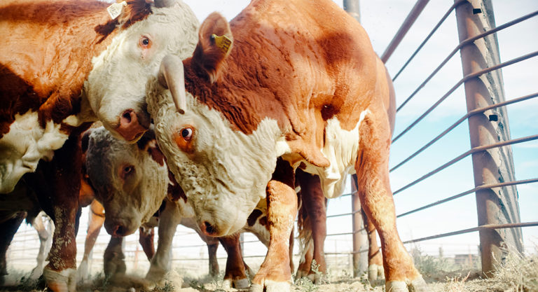 Editorial: Protecting cattle from pest and disease