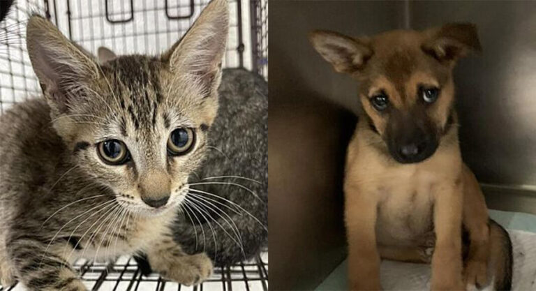 PVAS completed 136 adoptions while taking in 290 new animals