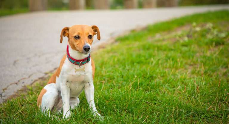 What to do if you find a lost pet