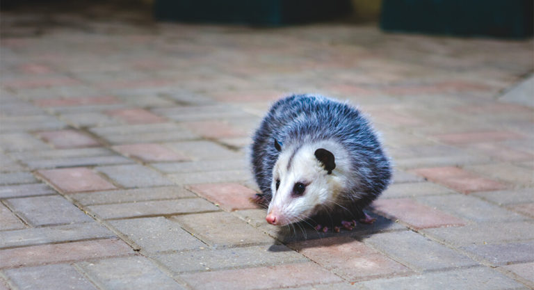 McAllen Animal Control Seeks 60 Day Moratorium on Picking Up Opossums