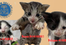 Images courtesy of Palm Valley Animal Society.