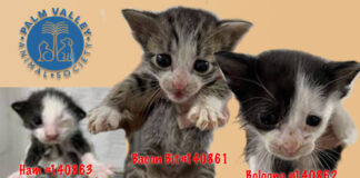 Images courtesy of Palm Valley Animal Society.