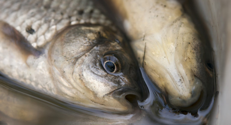 Invasive Silver Carp Found in Texas Waters; Anglers Urged to Prevent Bait Bucket Transfers