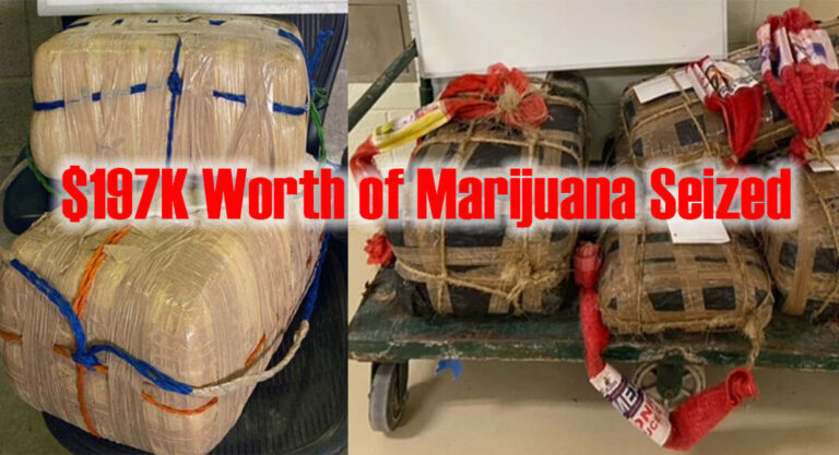 Agents in RGV Seize $197K Worth of Marijuana