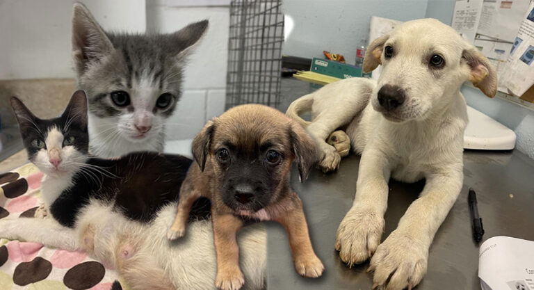 2-Week Fosters Needed for Puppies, Kittens and Nursing Mothers at Palm Valley Animal Society