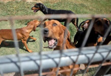Bloodhounds are held in a pen in Refugio on Aug. 21, 2019. Photo Credit:  Miguel Gutierrez Jr./The Texas Tribune