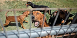 Bloodhounds are held in a pen in Refugio on Aug. 21, 2019. Photo Credit:  Miguel Gutierrez Jr./The Texas Tribune