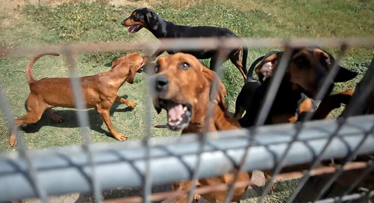 Bloodhounds are held in a pen in Refugio on Aug. 21, 2019. Photo Credit:  Miguel Gutierrez Jr./The Texas Tribune
