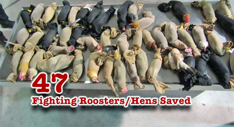 SENTRI Inspection Intercepts 47 Live Roosters/Hens