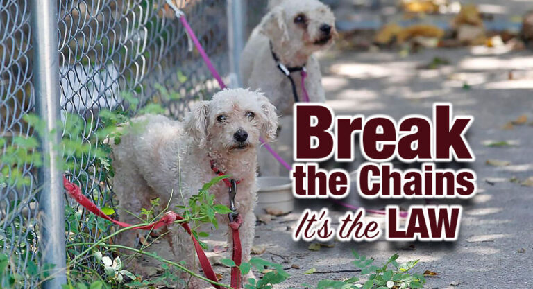Texas law on tethering dogs goes into effect TODAY (1/18)