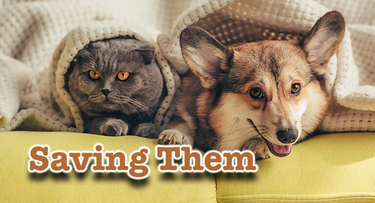 Let’s Work Together to Save our Pets