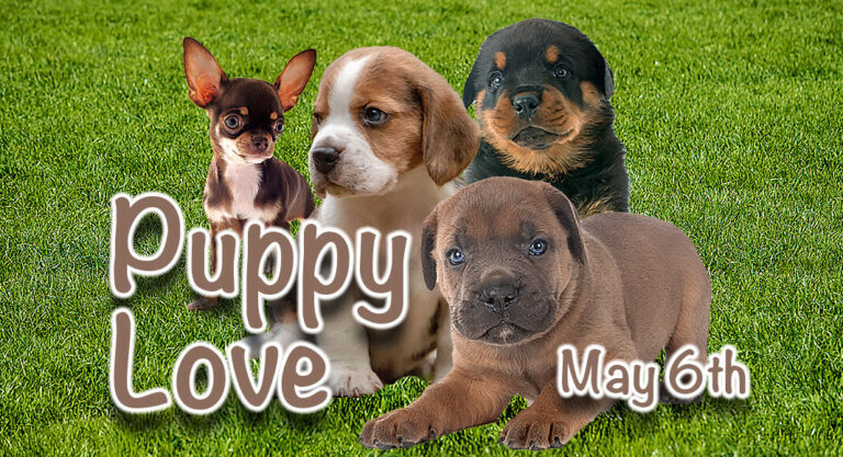 PUPPY LOVE IS BACK