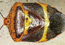 Agriculture Specialists Intercept First in Nation Pest in Spanish Moss