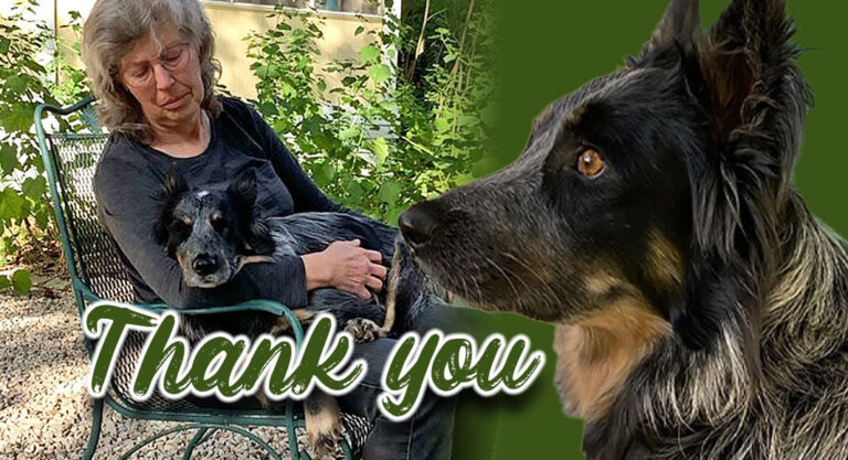 Palm Valley Animal Society Saving Lives