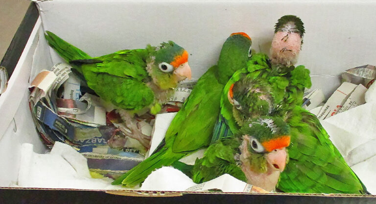 CBP Officers Again Intercept Smuggled Parrots