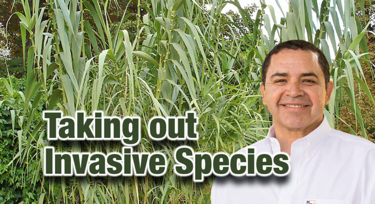 $5M Secured to Control Carrizo Cane and other Invasive Species Along the Rio Grande