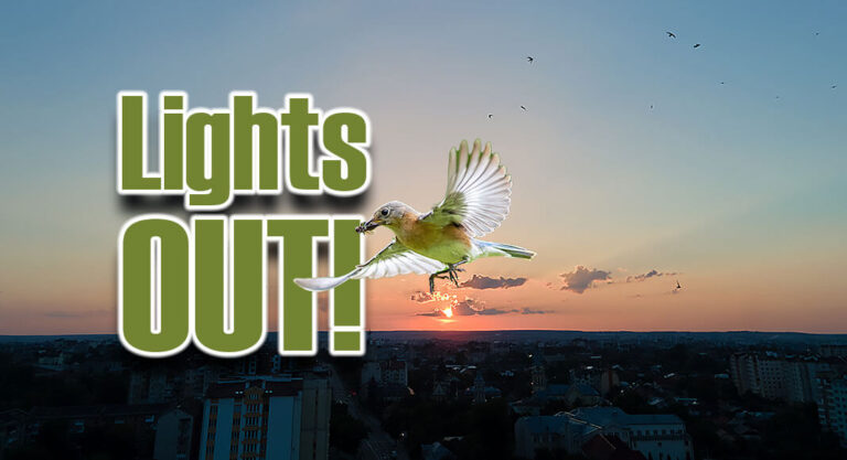 ‘Lights Out Texas’ Initiative for Spring Bird Migration