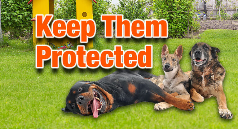 Tackling Heartworms in the RGV is a Big Challenge
