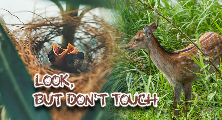 Please, Don’t Touch the Wildlife