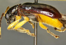 CBP Intercept Rare Pest, a First in the Nation Discovery