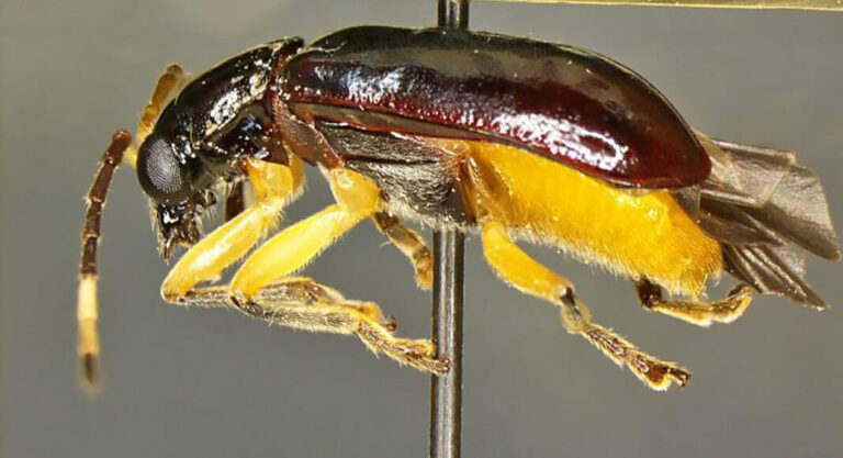 CBP Intercept Rare Pest, a First in the Nation Discovery