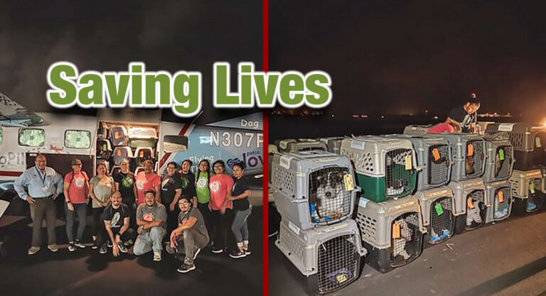 Flying PVAS Pets to Partner Rescue Groups