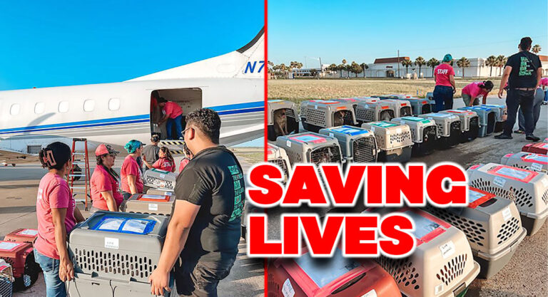 Providing Lifesaving Transport for PVS Pets