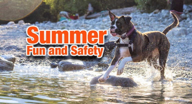 Make your pet’s summer a healthy one 