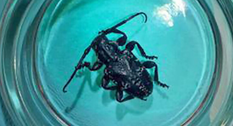 Roma CBP Agriculture Specialists Intercept First in Nation Pest in Maguey Leaves 