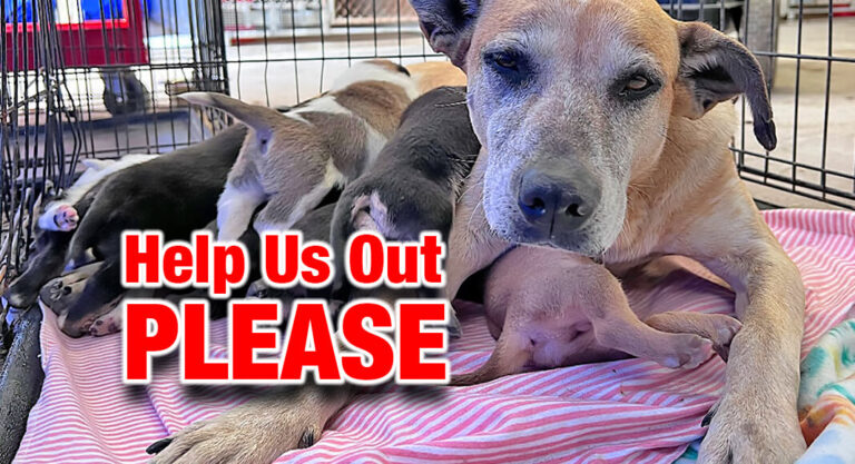 Palm Valley Animal Society Needs Your Help During Space Crisis