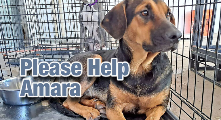 In Need of a Helping Paw