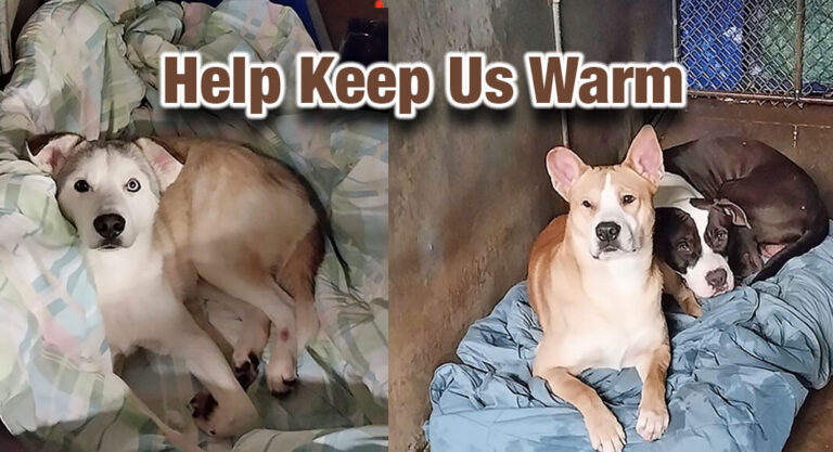 Provide the Gift of Warmth to a PVAS Pet