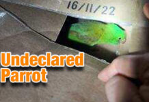 CBP Officers Discover Undeclared Parrot in Eagle Pass