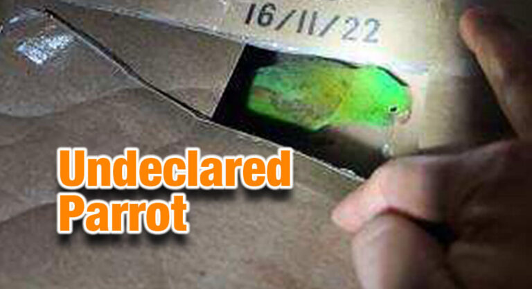 CBP Officers Discover Undeclared Parrot in Eagle Pass