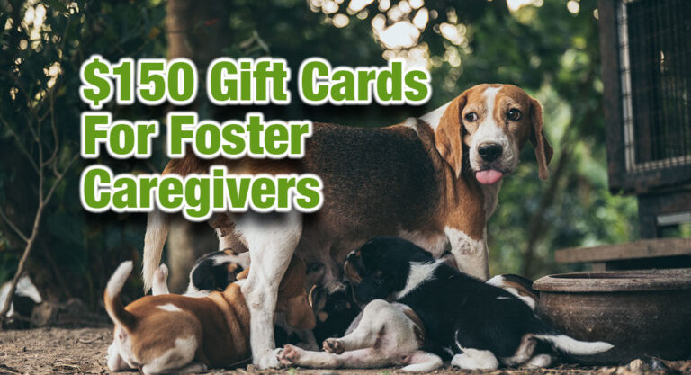 $150 Gift Cards to Foster Nursing Moms with Puppies