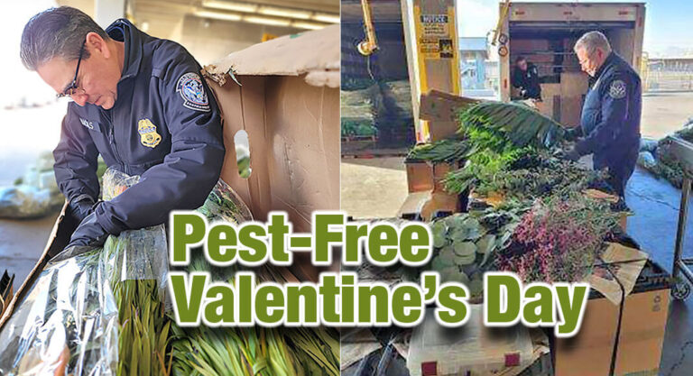 <strong>CBP Working to Ensure Valentine’s Day Flowers Are Pest-Free</strong>