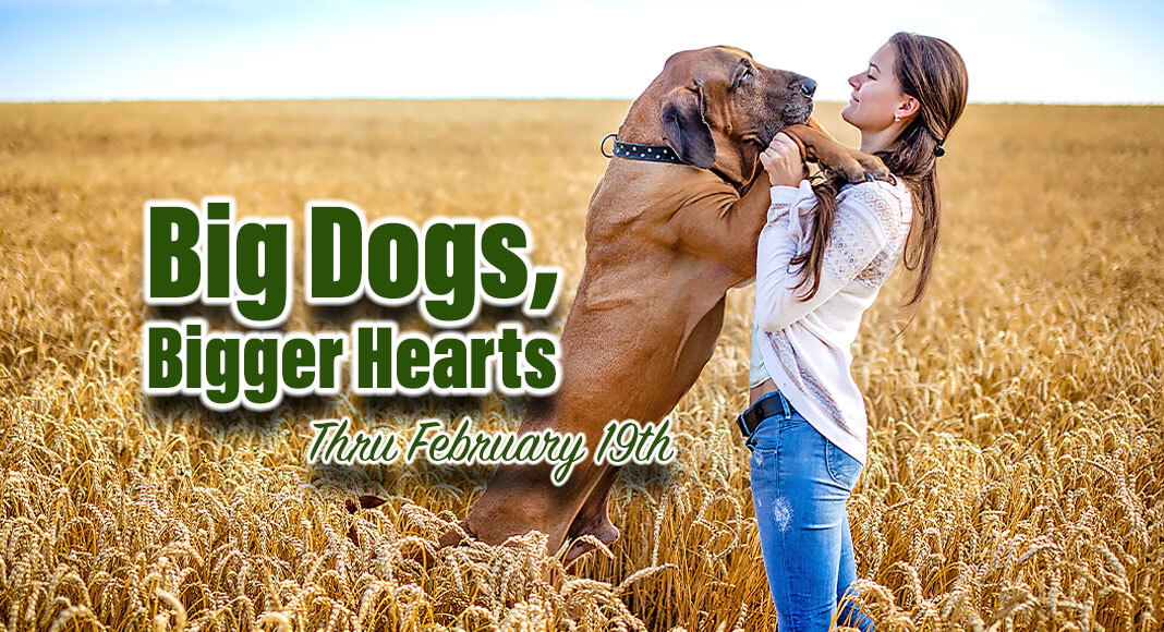 Love large this season of love by opening your heart and home to a big dog during El Paso Animal Services’ “Big Dogs, Bigger Hearts” adoption campaign! Image for illustration purposes