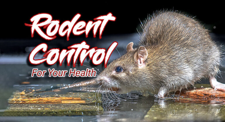 How to Control Wild Rodent Infestations