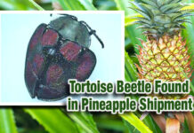Progreso CBP Ag Specialists Intercept First in Port Pest in Pineapple Shipment
