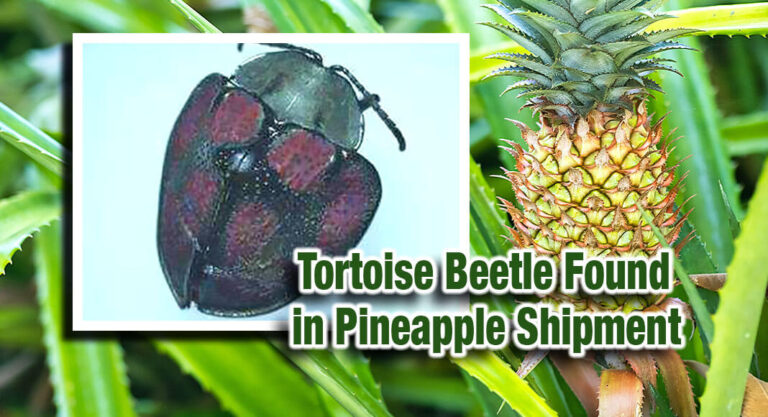 Progreso CBP Ag Specialists Intercept First in Port Pest in Pineapple Shipment