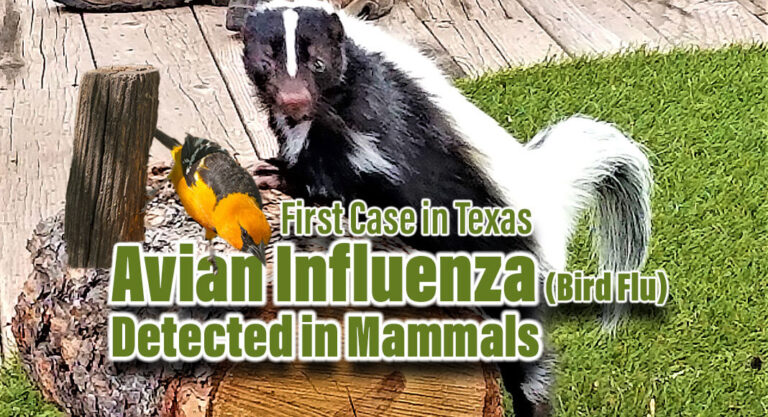 First Texas Case of Highly Pathogenic Avian Flu Detected in Mammals