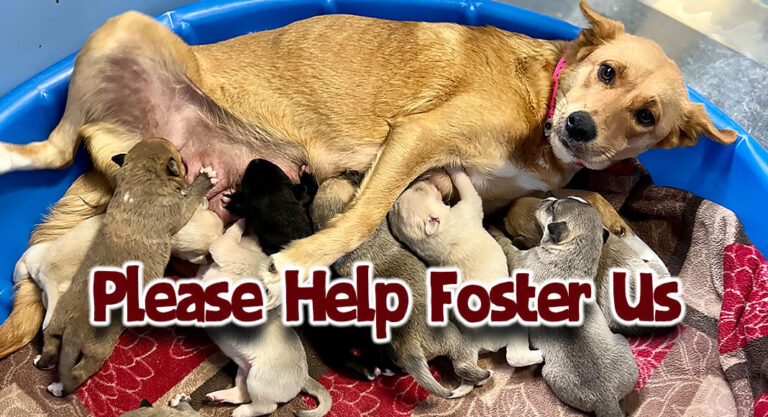 Please Help Palm Valley Animal Shelter Fostering Program