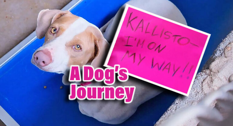 Kallisto’s Long Journey Back Home